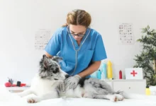 Pet Sitting Services: How They Can Improve Your Pet's Wellbeing