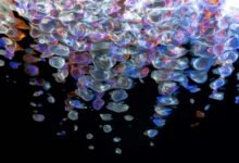 digital fusion flow innovation